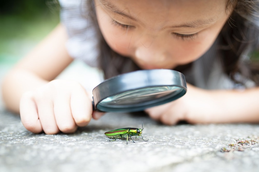 昆虫観察　虫眼鏡　子供　　幼児教育